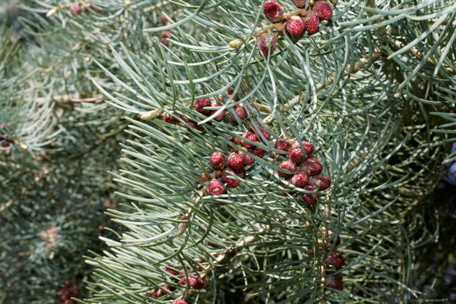 Abies concolor